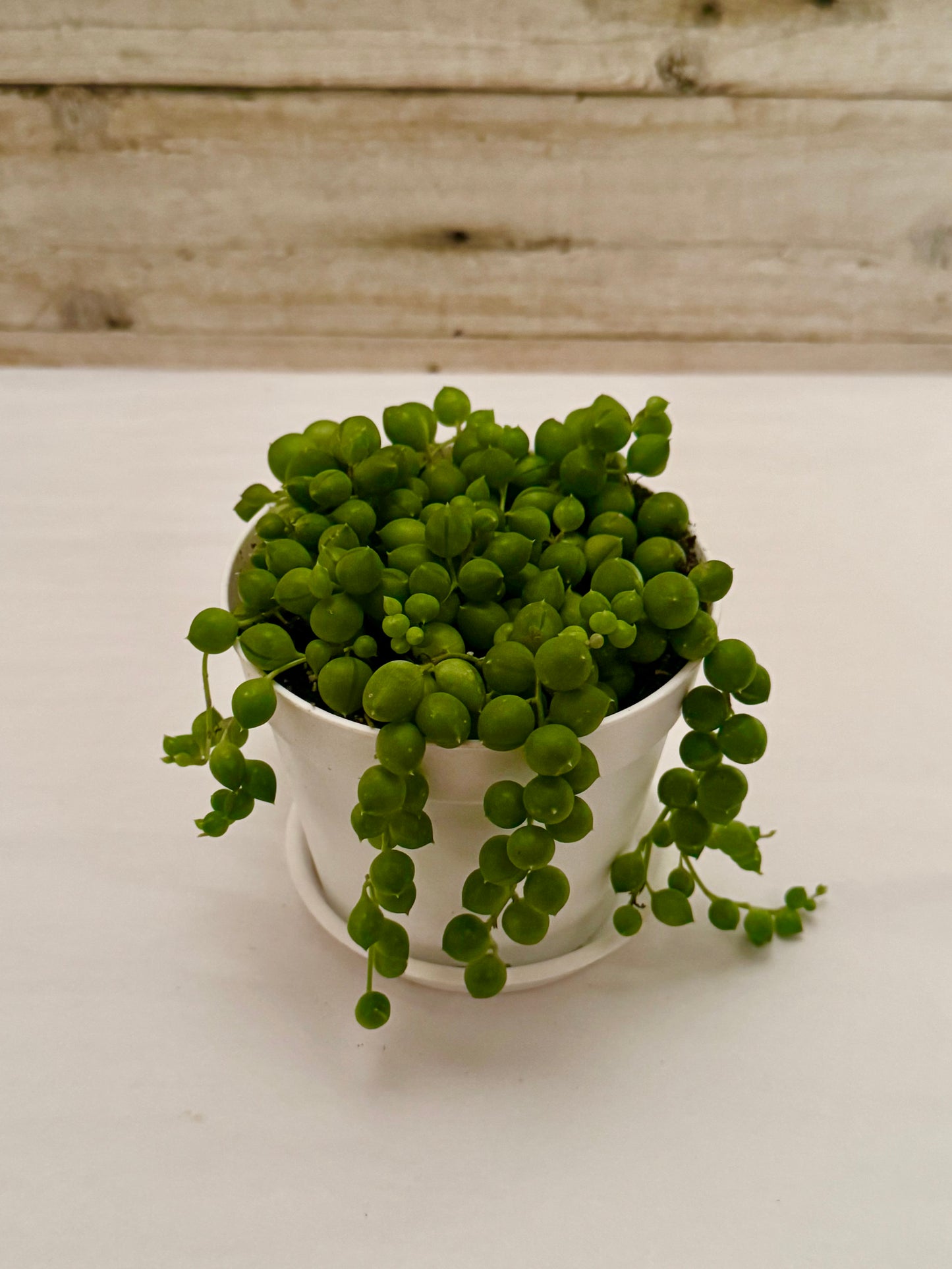 String of pearls