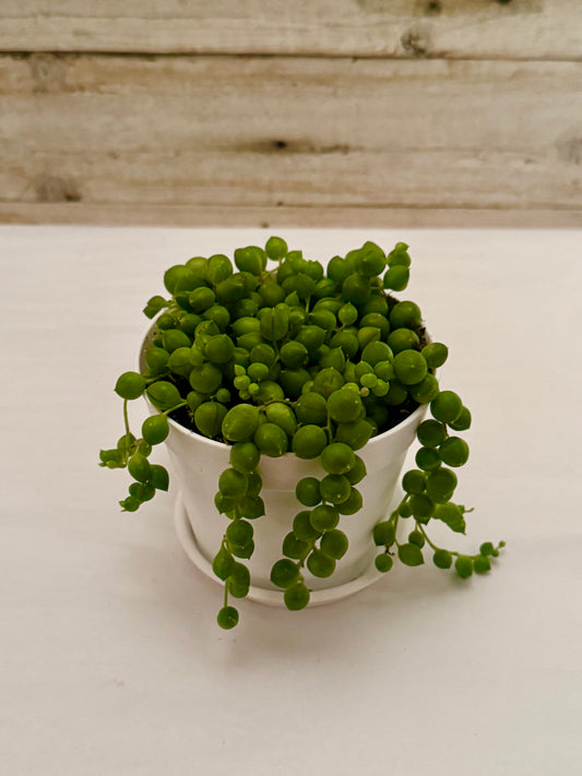 String of pearls