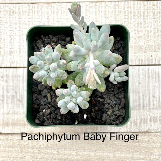 Rare Pachiphytum Baby Finger