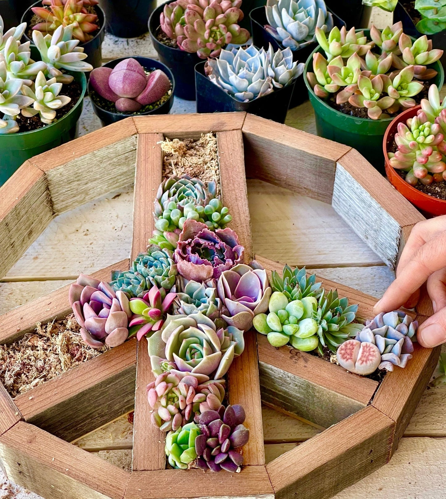 peace sign succulent Vertical Garden Peace Sign