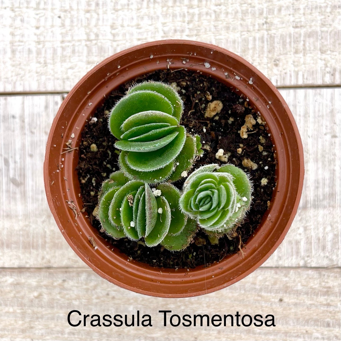 Rare Crassula Tosmentosa