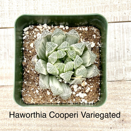 Rare Haworthia Cooperi Variegated