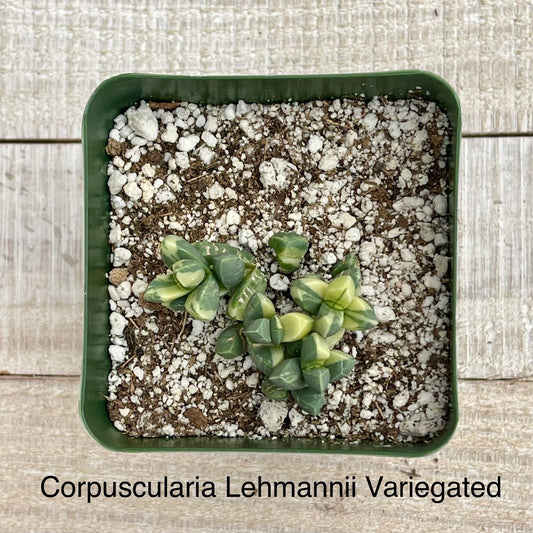 Rare Corpuscularia Lehmannii Variegated