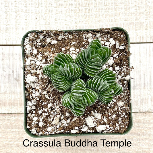 Rare Crassula Buddha Temple