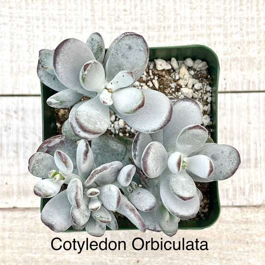 Rare Cotyledon Orbiculata