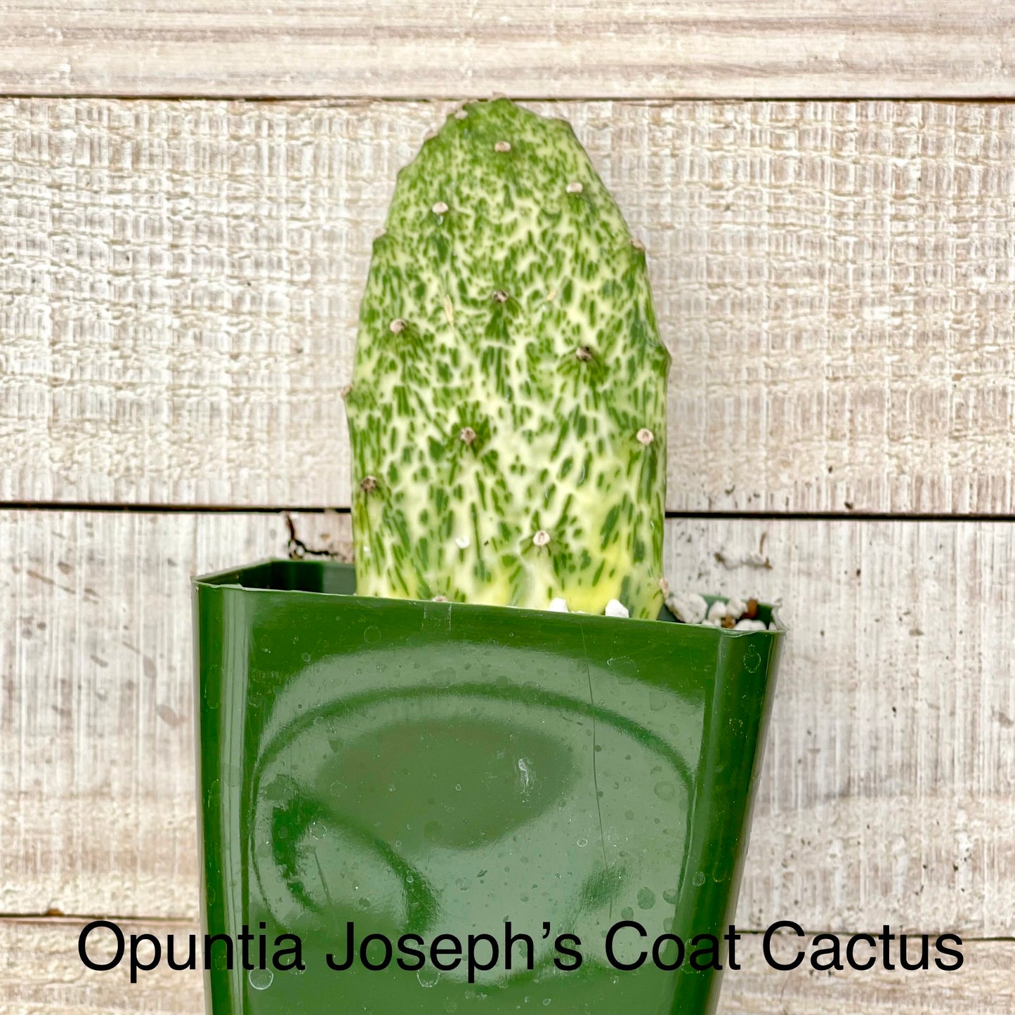 Rare Opuntia Joseph's Coat Cactus
