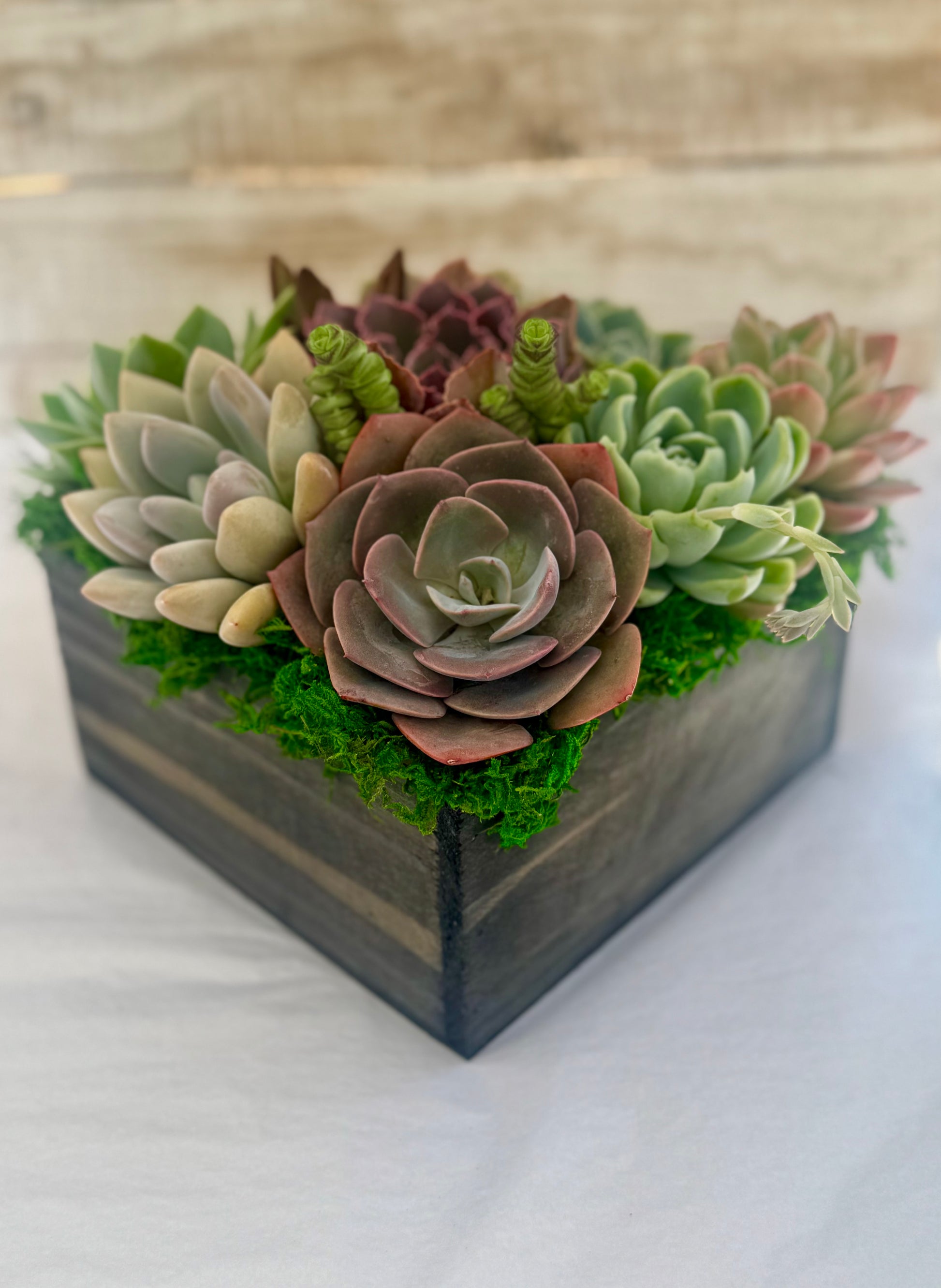 designer succulent arrangements Chloe Planter