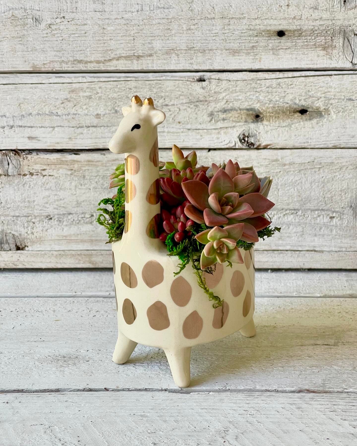 Whimsical Giraffe Planted with Living Succulents