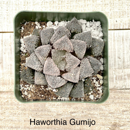 Rare Haworthia Gumijo