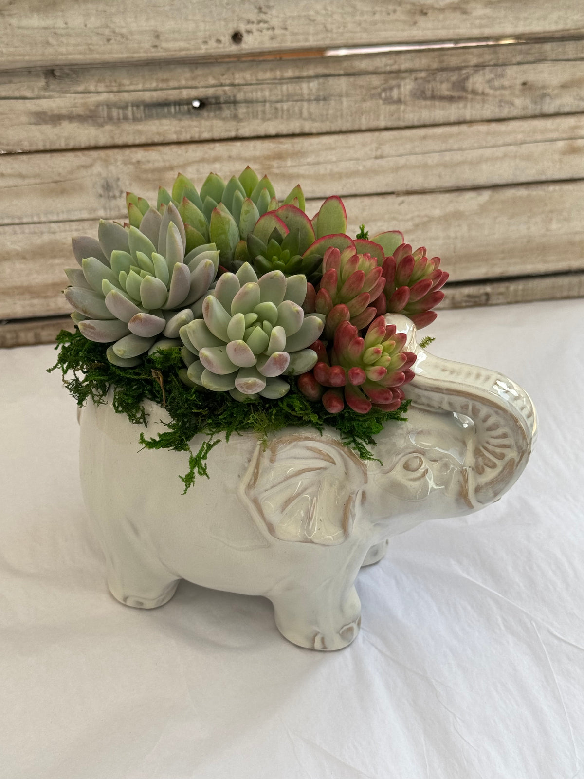 Ellie Elephant Succulent Planter
