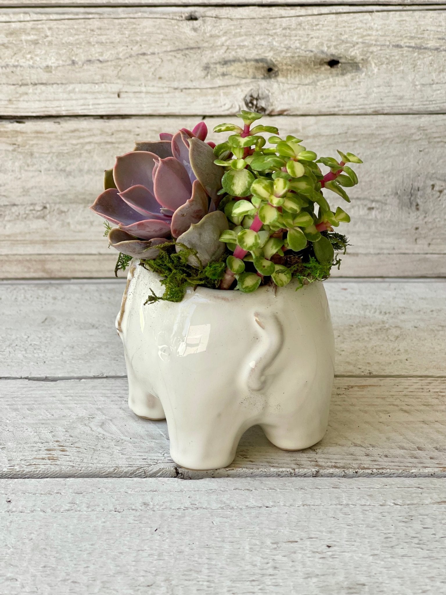 elephant succulent pot Ellie Elephant Succulent Planter