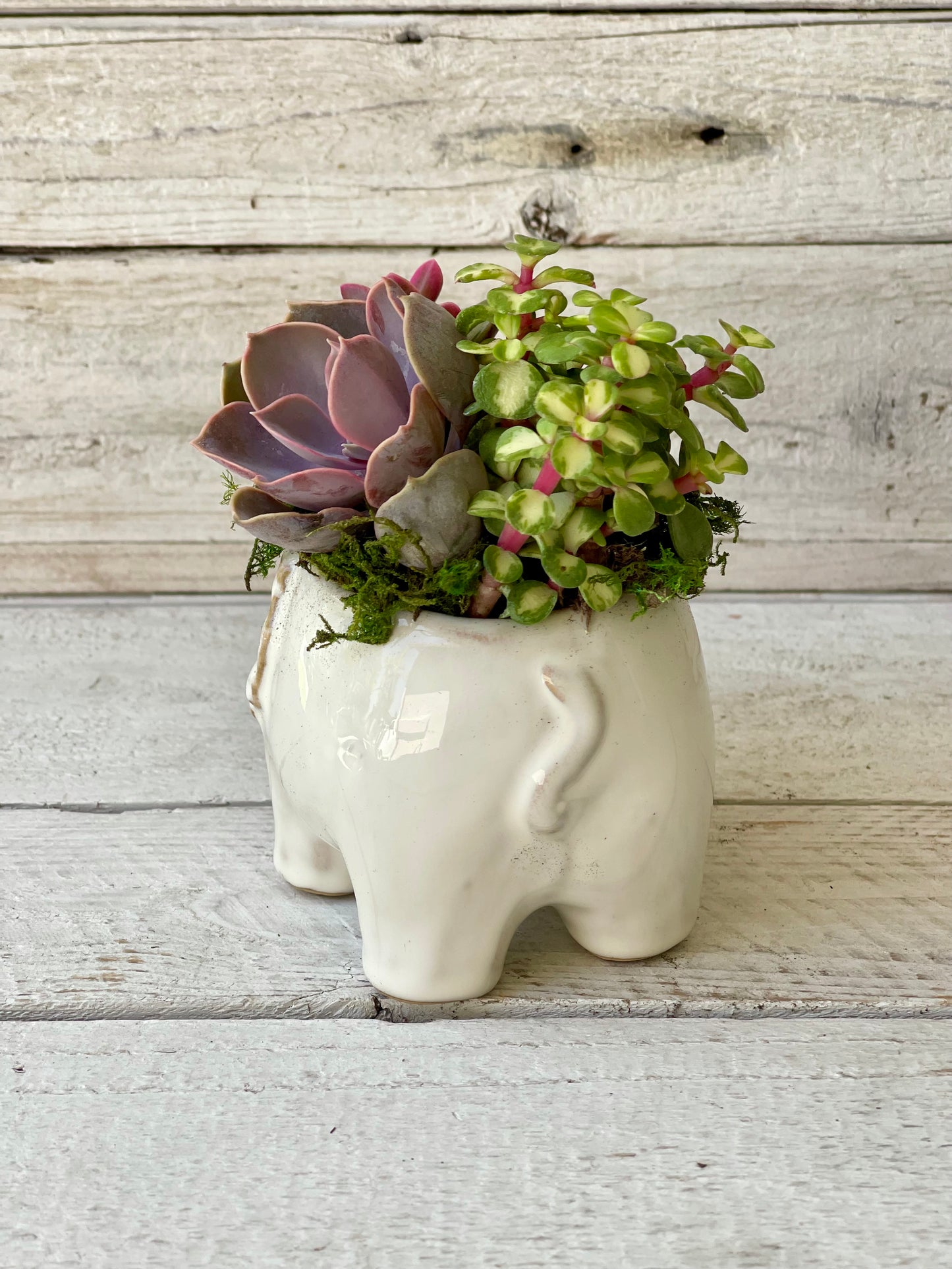 Ellie Elephant Succulent Planter- Artisan Charm Meets Natural Beauty