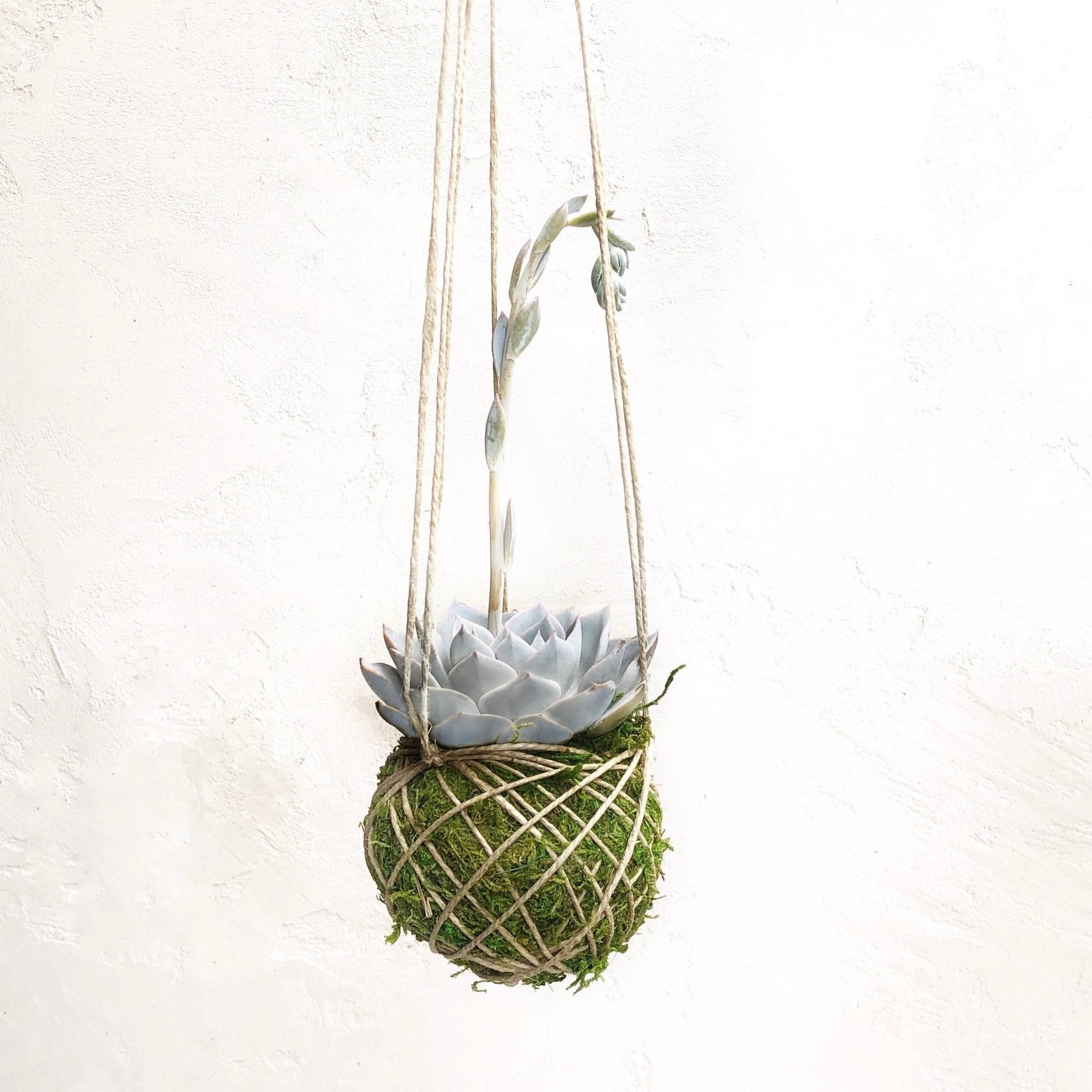 kokedama succulent Kokedama Hanging