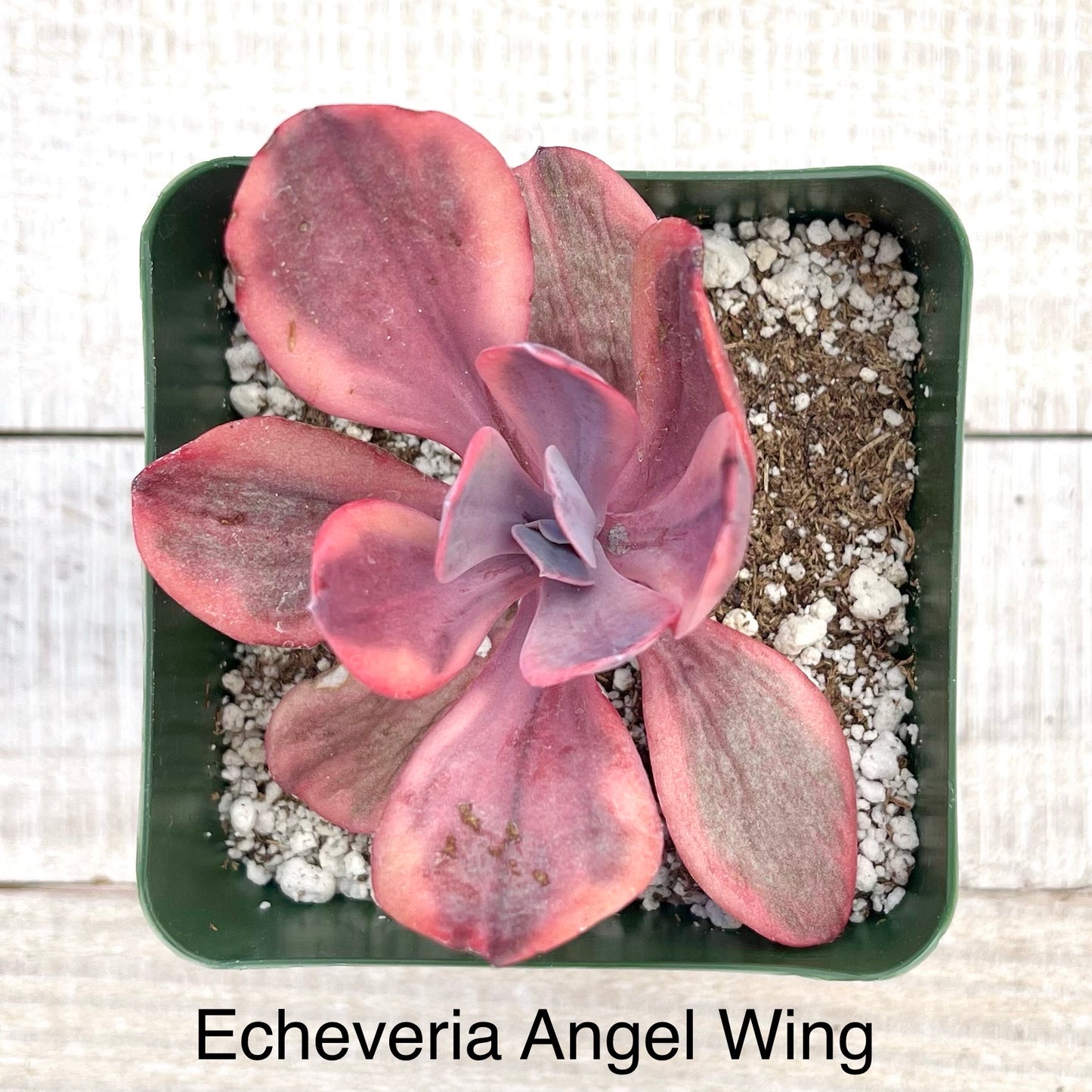 Rare Echeveria Angel Wing