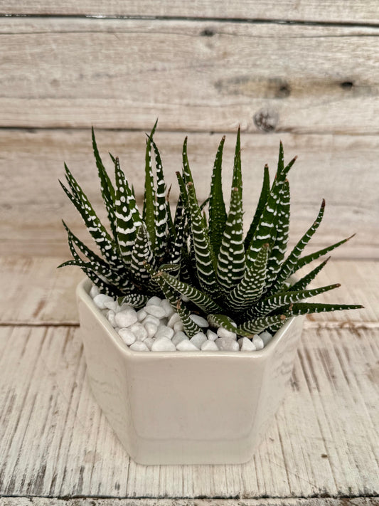Potted Haworthia Zebra