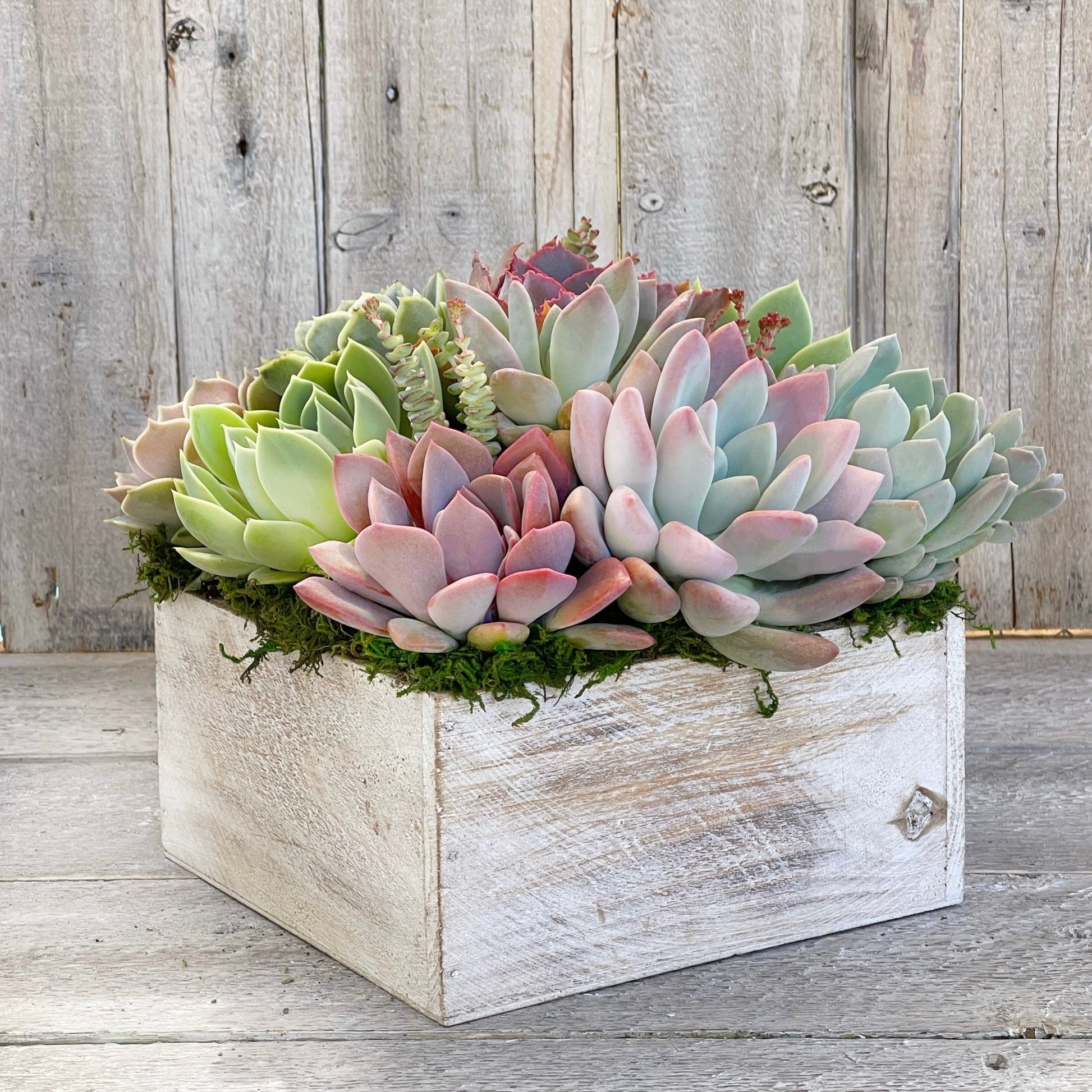 succulent arrangement class Chloe Succulent Arrangement