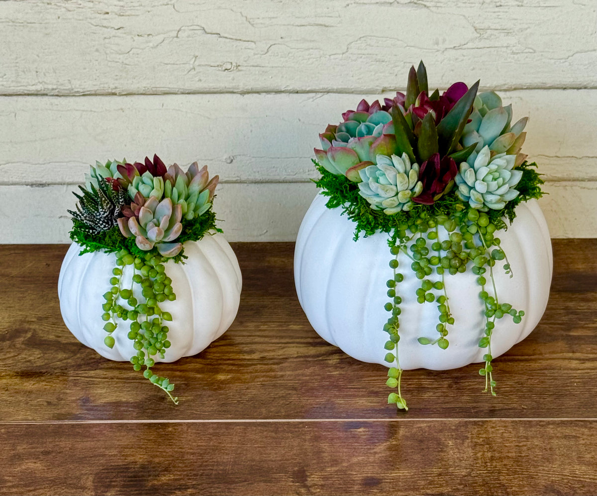 Succulent Pumpkin Arrangement – Ceramic Pot in Orange or Creamy White