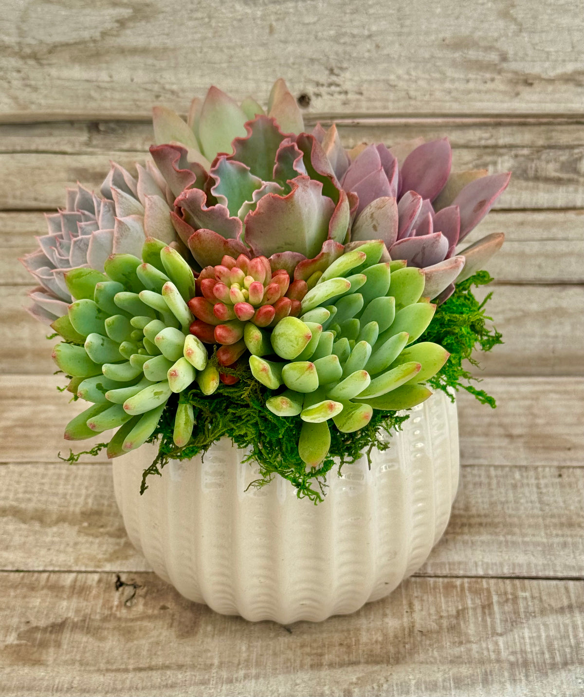 Jacklyn Planter