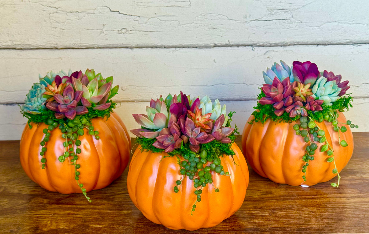 Succulent Pumpkin Arrangement – Ceramic Pot in Orange or Creamy White