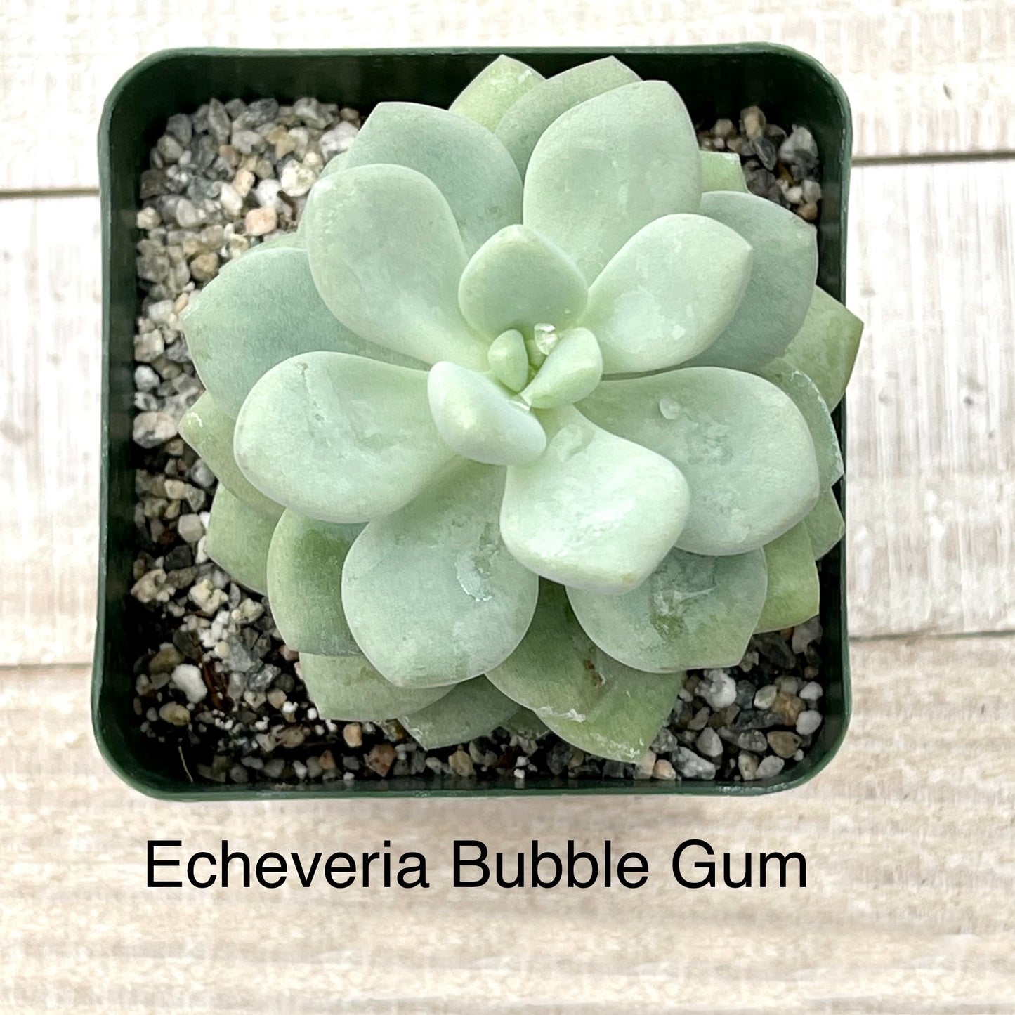 Rare Echeveria Bubble Gum