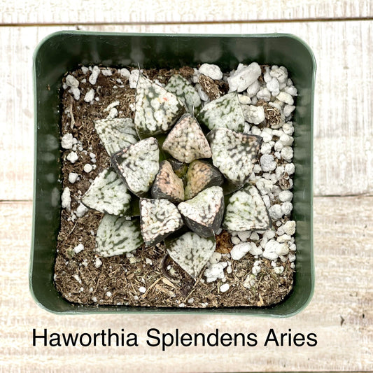 Rare Haworthia Splendens Aries