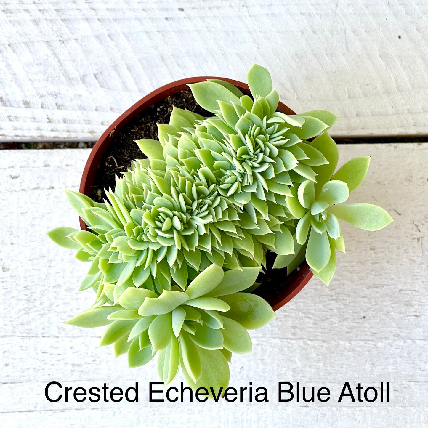 Rare Crested Echeveria Blue Atoll