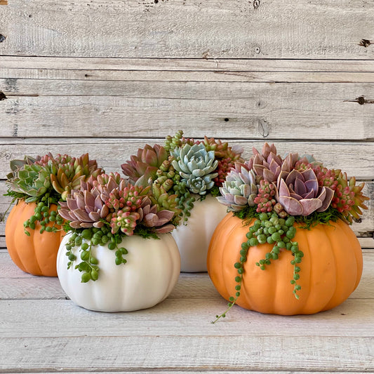 Succulent Pumpkin Arrangement – Ceramic Pot in Orange or Creamy White