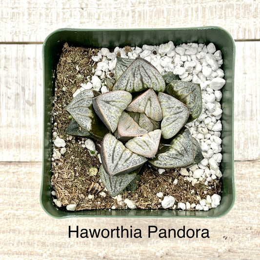 Rare Haworthia Pandora