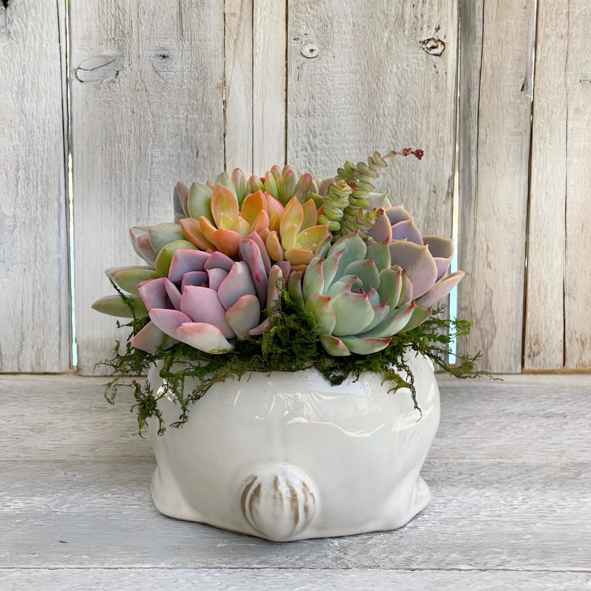 echeveria sleepy succulent Succulent Arrangement