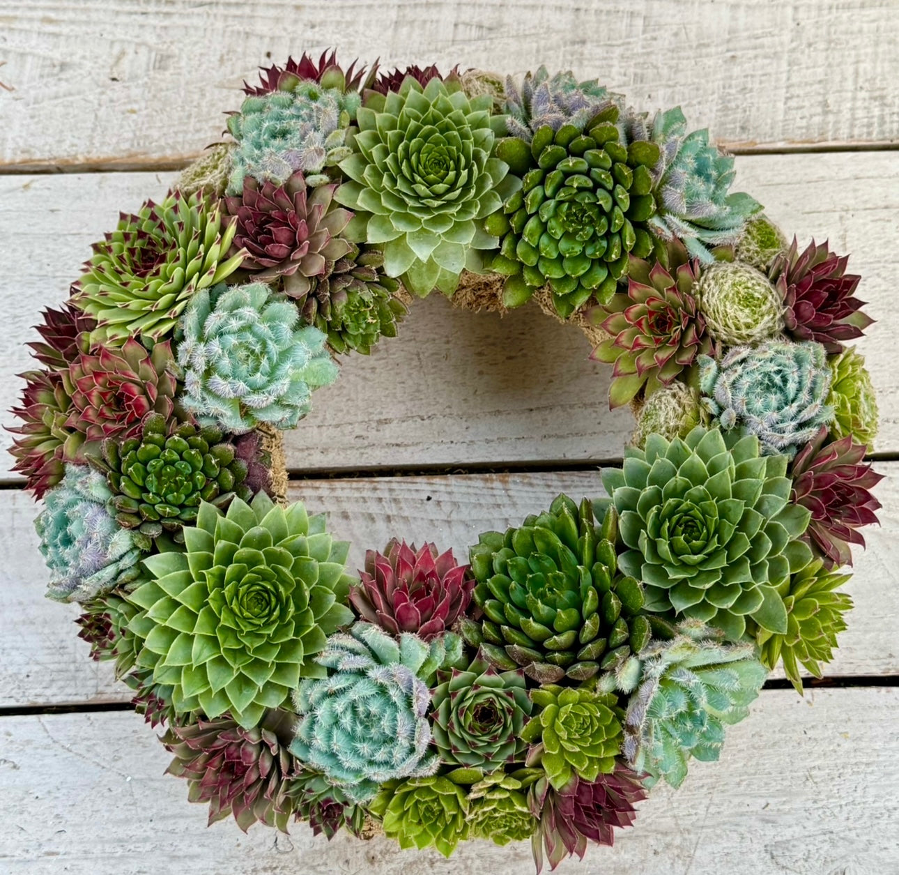Festive sempervivum wreath