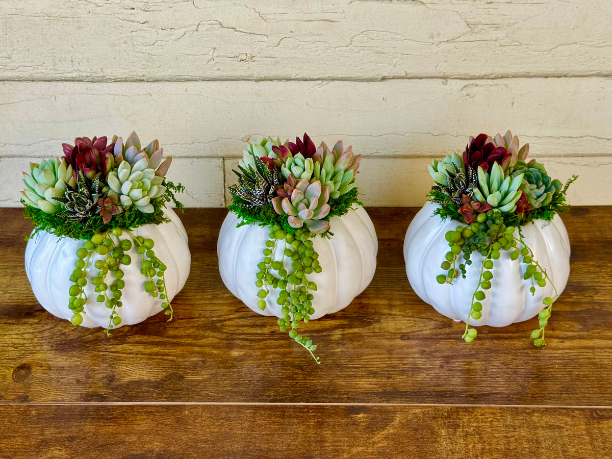 Succulent Pumpkin Arrangement – Ceramic Pot in Orange or Creamy White