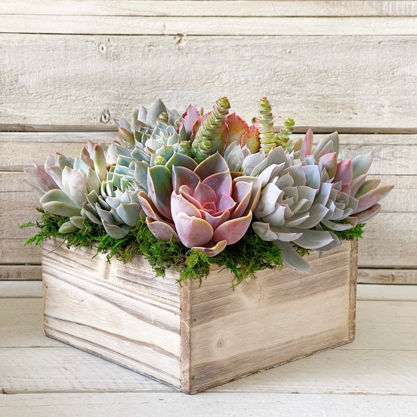 small succulent centerpieces Chloe Succulent Arrangement
