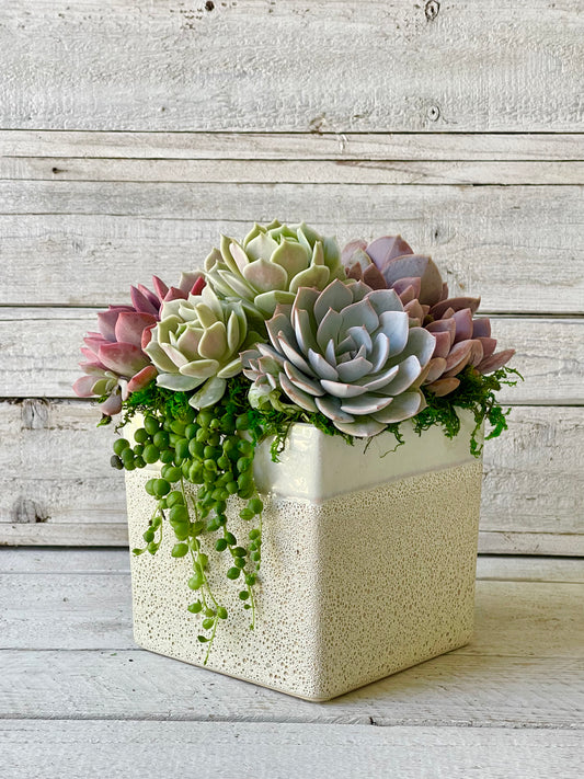 White Sands Planter, 6" square textured cream colored ceramic, planted with brightly colored living succulents. Table top decor, elegant gift