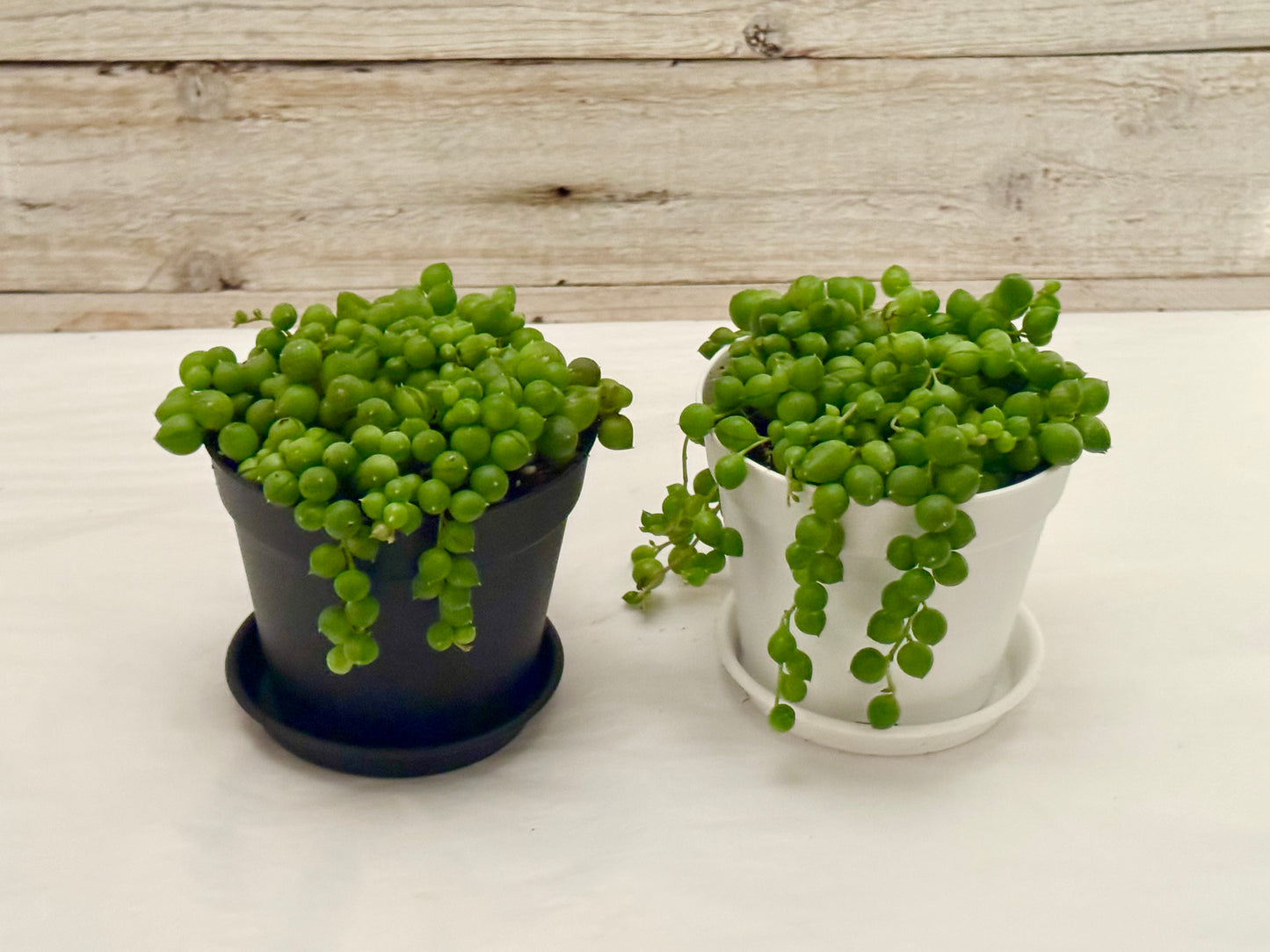 String of pearls