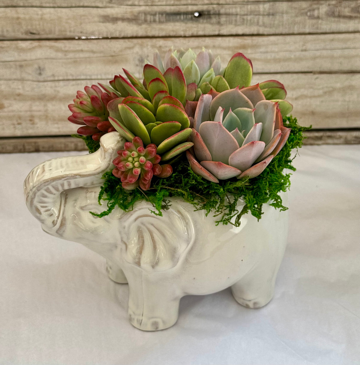 Ellie Elephant Succulent Planter