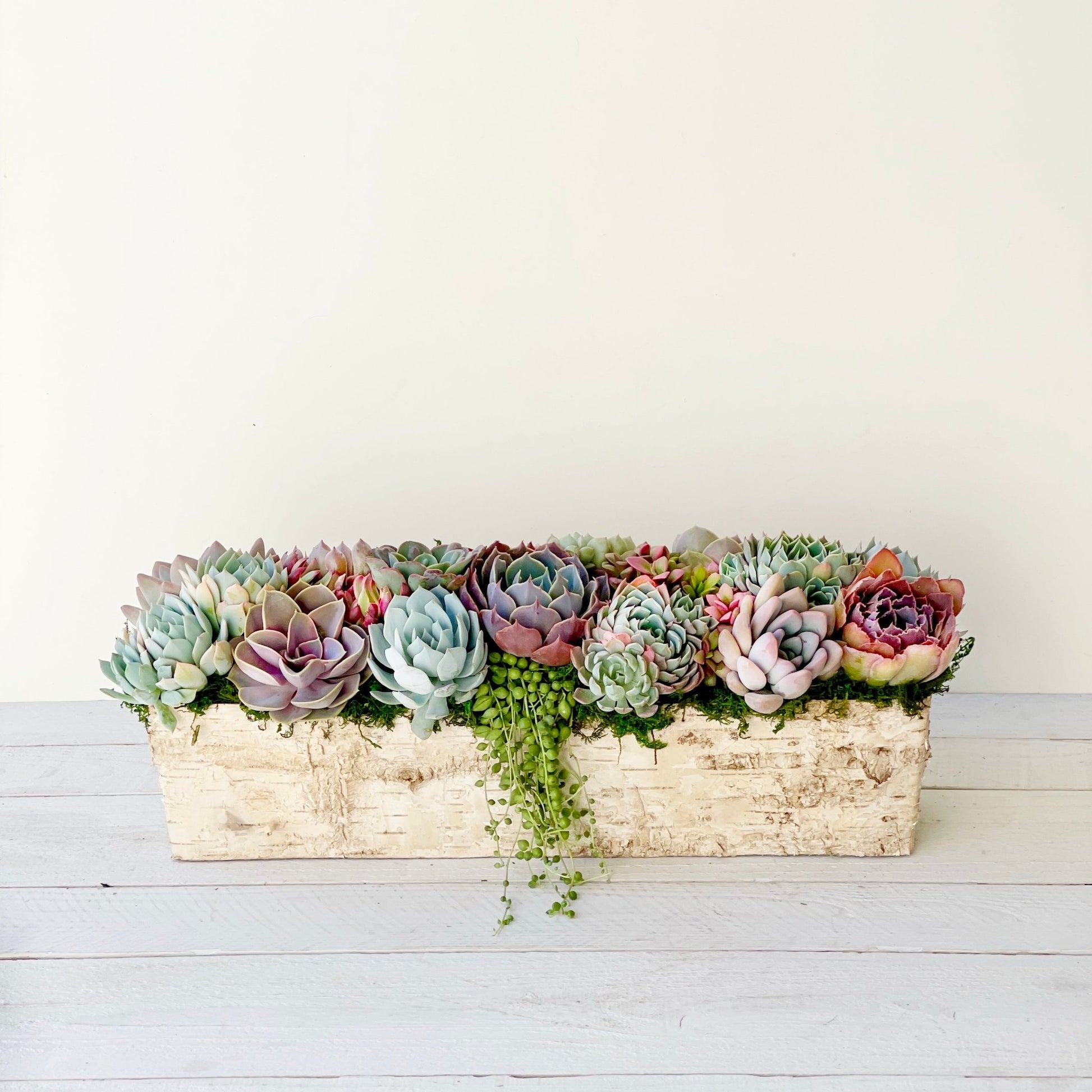 succulent plants trinidad Succulent Arrangement