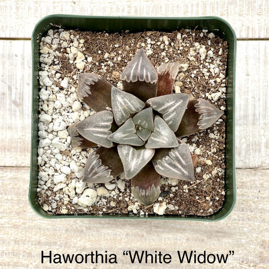 Rare Haworthia “White Widow”