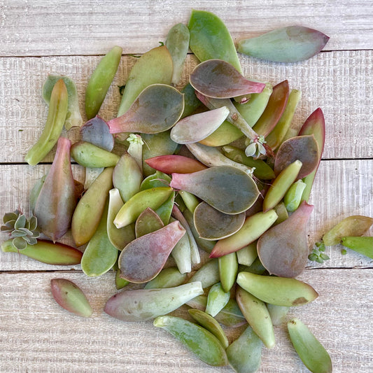 DIY 50 Mixed Succulent Leaves