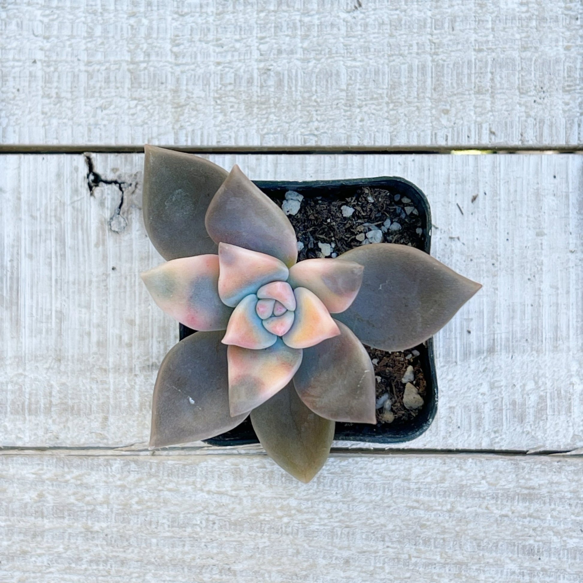 grey ghost succulent Rare Graptopetalum paraguayense Veriegated Ghost Plant