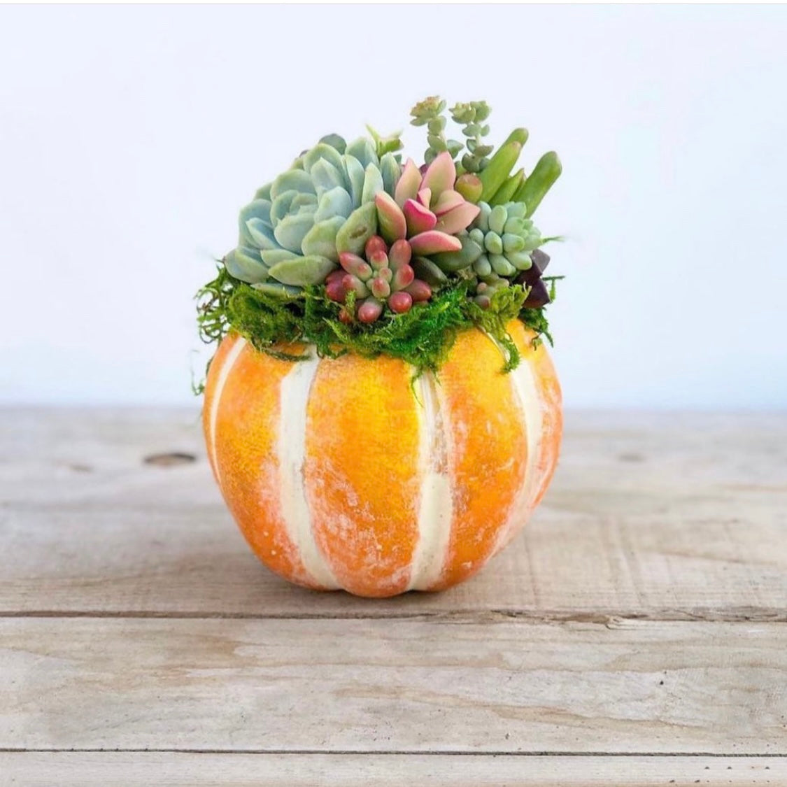 Mini Succulent Trimmed Pixie Pumpkin