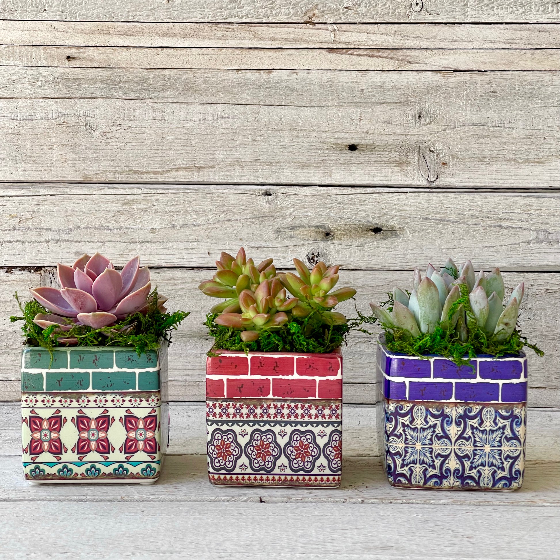 set of three succulents Lupita Set of three Planters