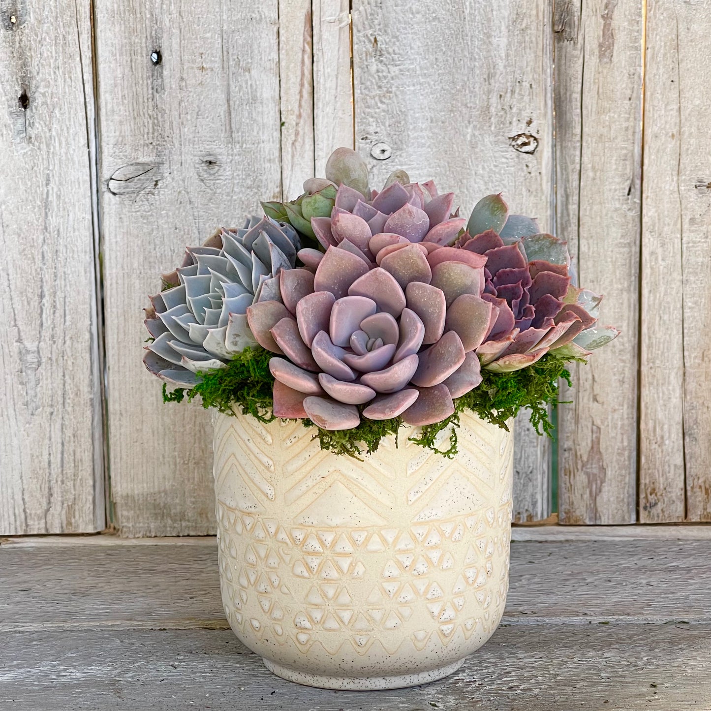 succulent planter size Mila Succulent Planter With Pastel Colored Succulents