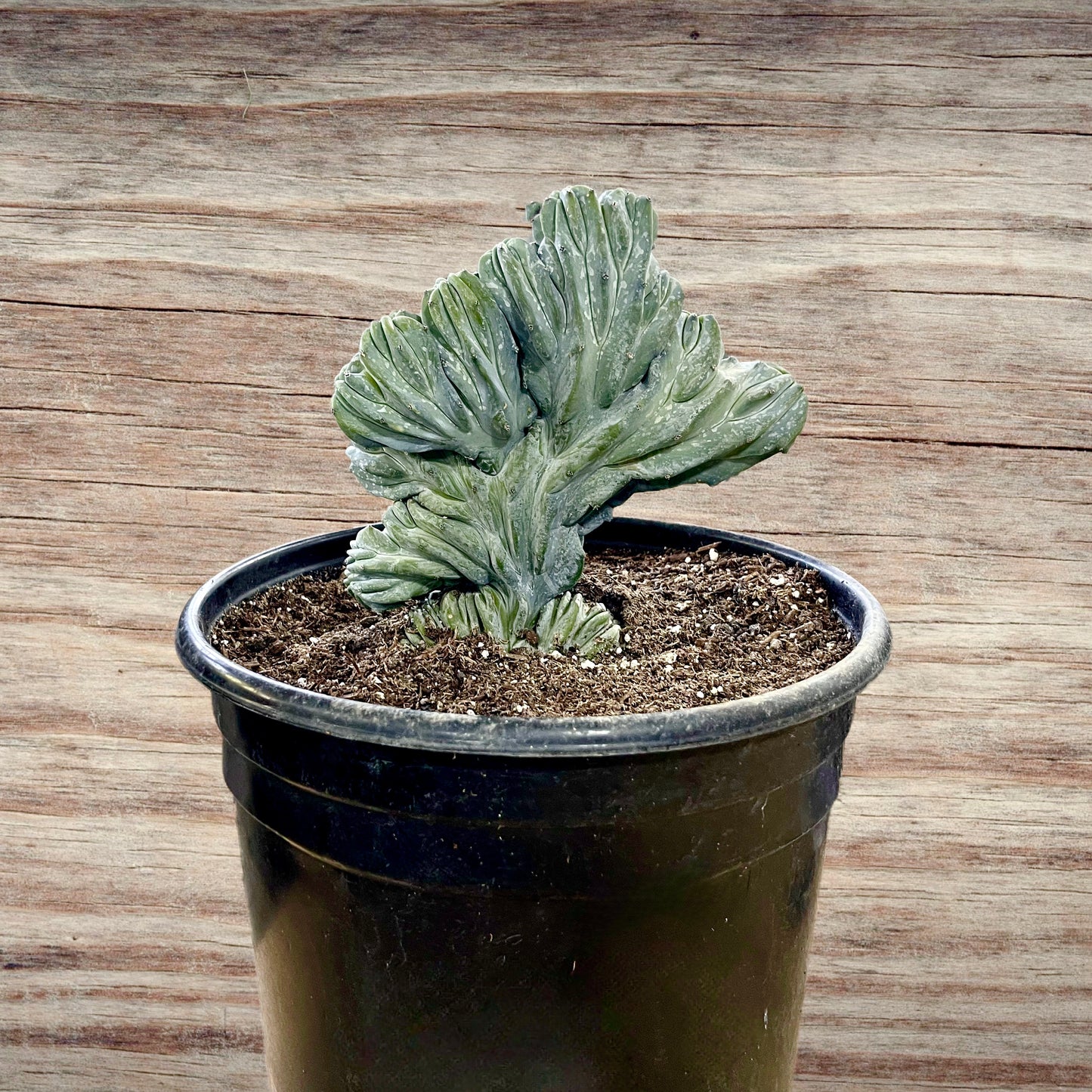 A Blue Candle Crest Cactus with undulating, fan-like crests and a soft blue hue, displayed in a container against a neutral backdrop. Small, sporadic spines accentuate the cactus's folded structure, adding to its sculptural appeal. Its lavender and blue tones deepen with bright sunlight, while lower light conditions cause the plant to turn a soft green.