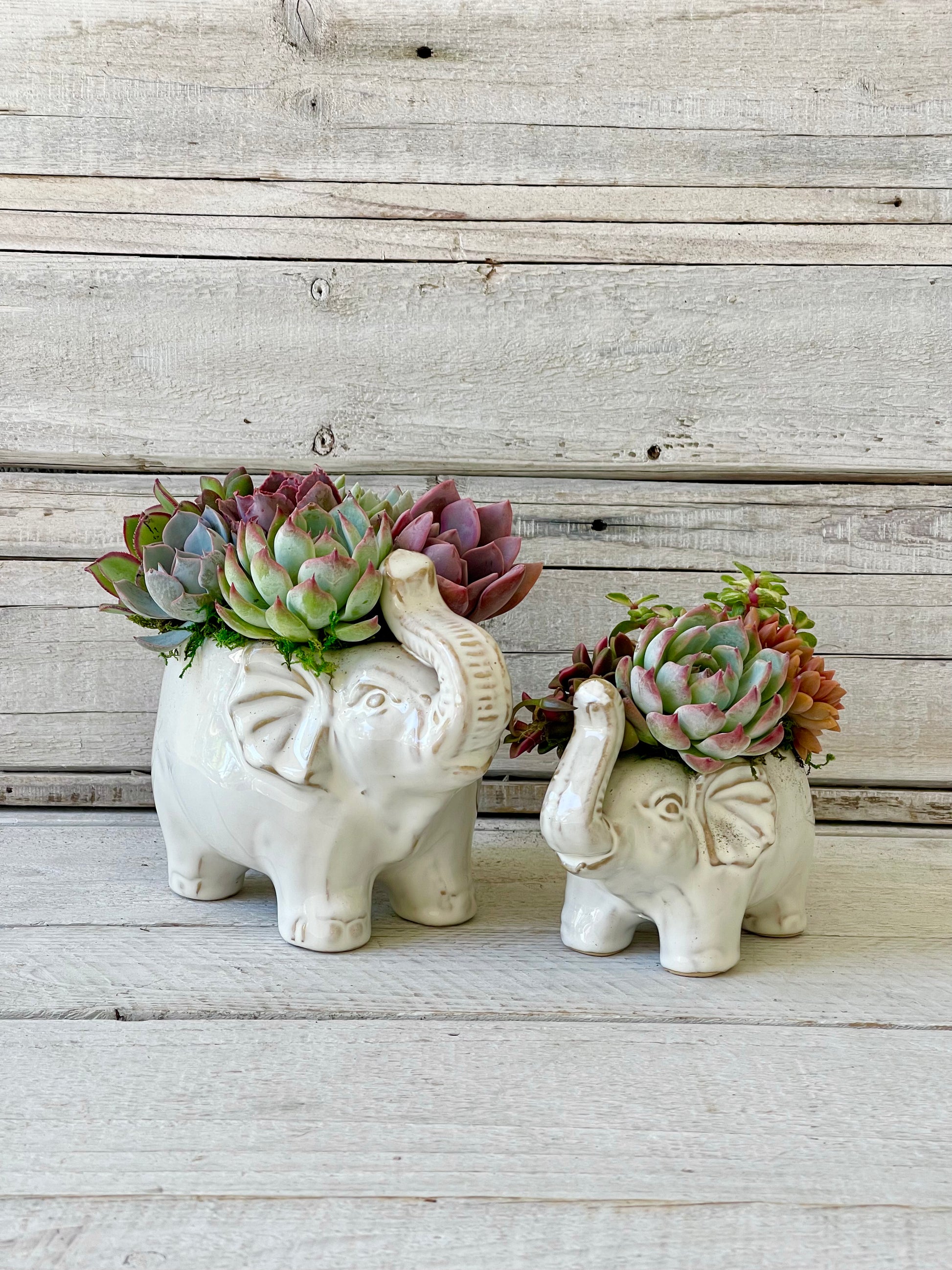 white elephant planter pot Ellie Elephant Succulent Planter