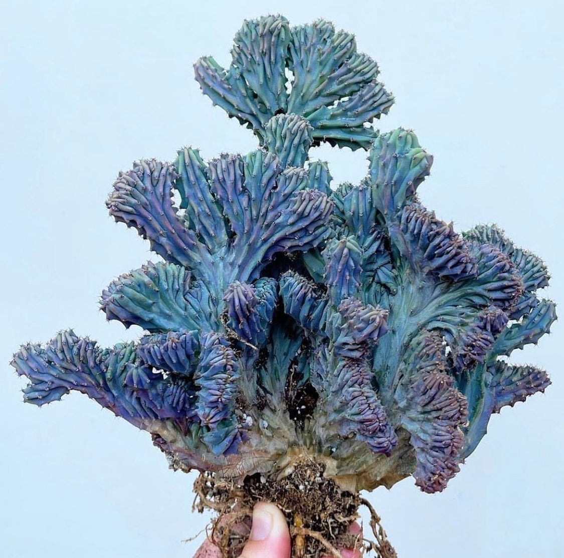 Myrtillocactus geometrizans- Blue Smoke Cactus