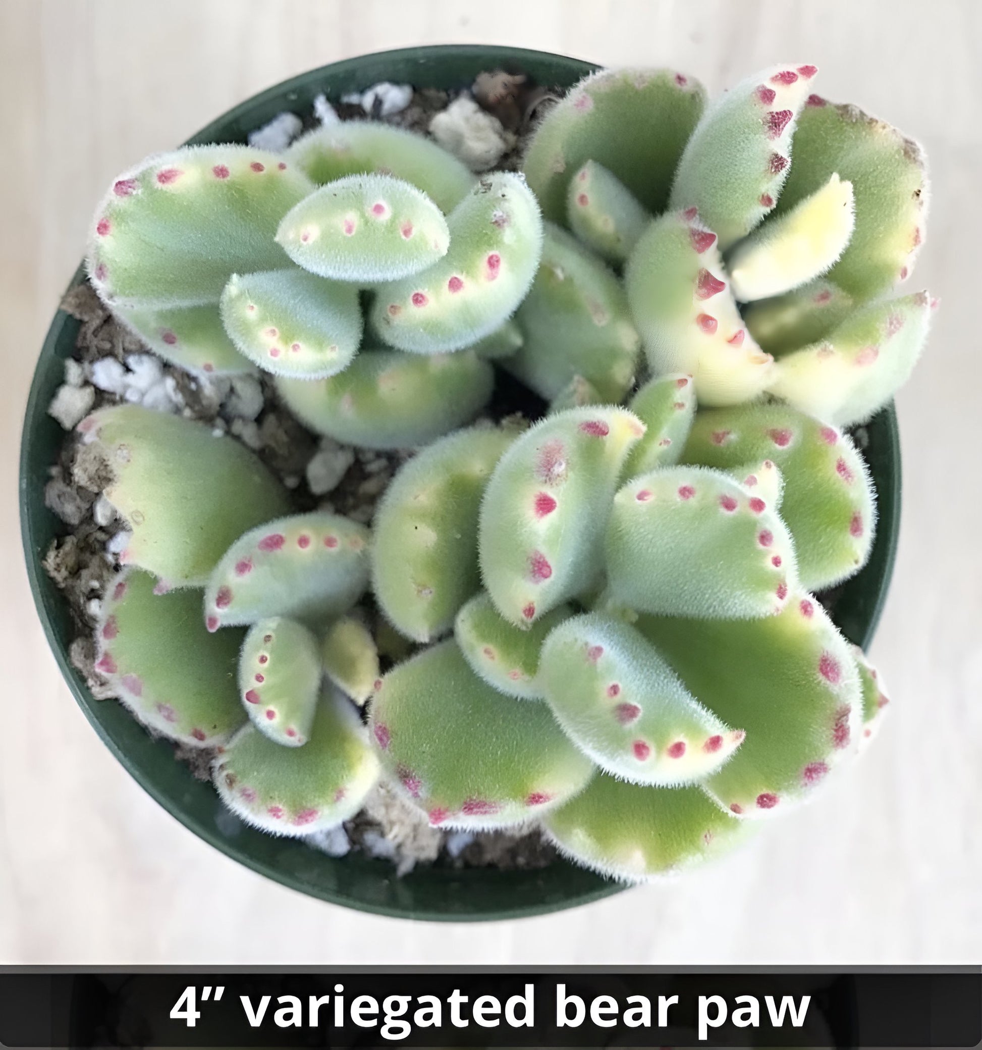 paw bear succulent Cotyledon tomentosa – Variegated Bear’s Paw (4”)