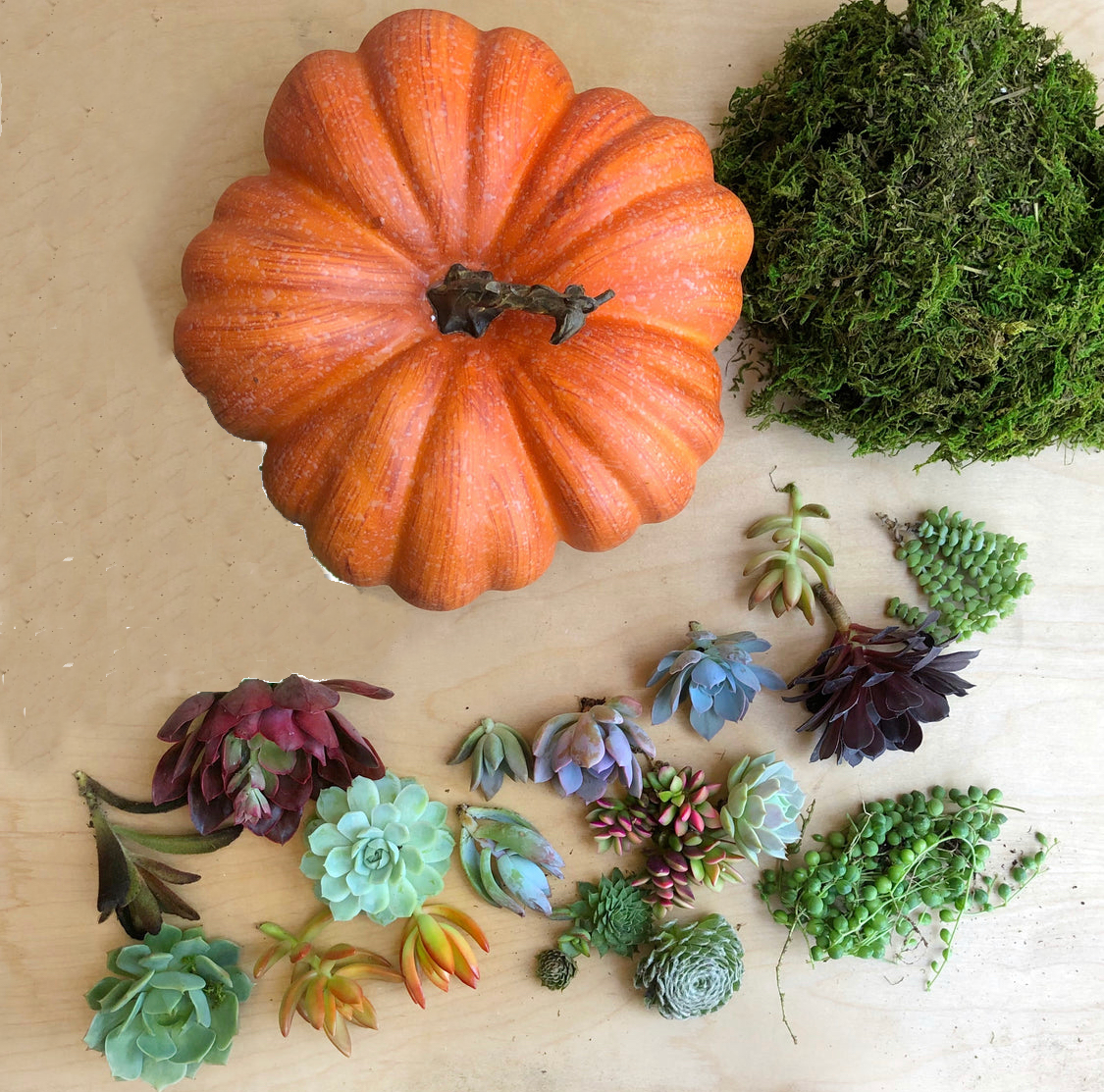 DIY Succulent Trimmed Pumpkin Kit