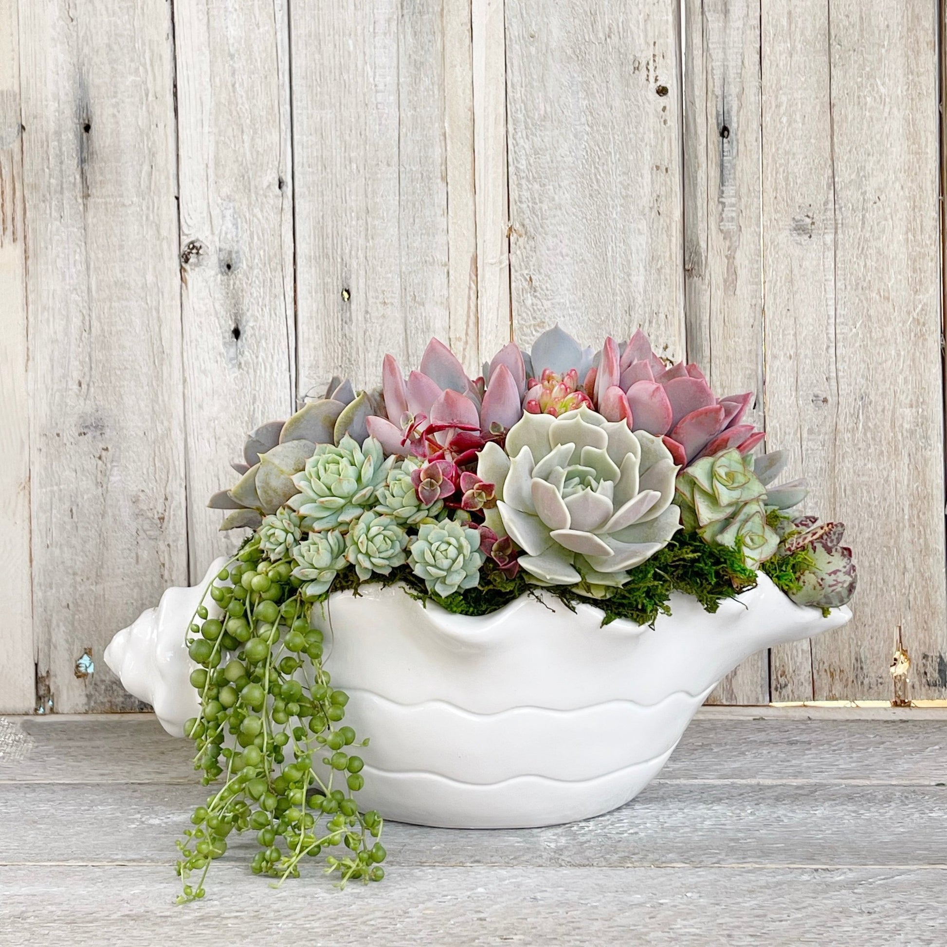 seashell succulent Laura Seashell Planted with Succulents