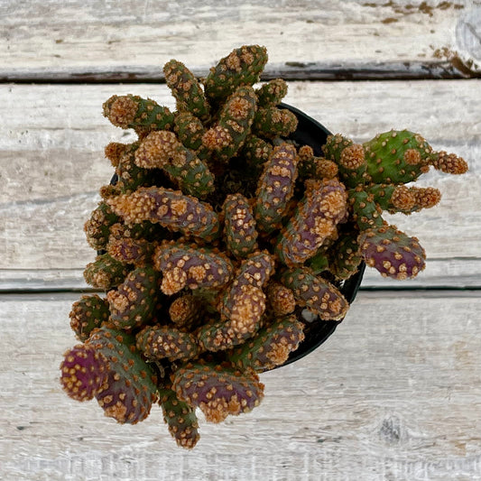 Cacti Opuntia rufida minima monstrose 'Mini Cinnamon Cactus'