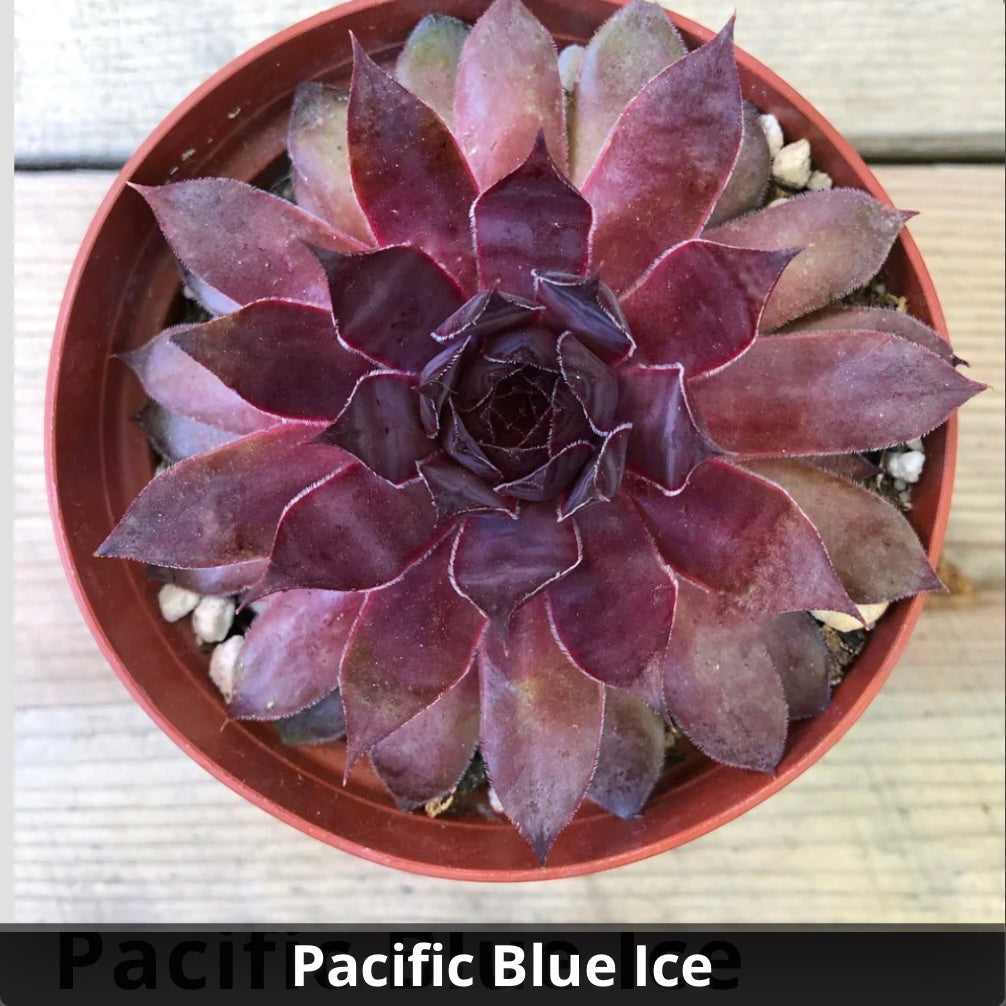 Sempervivum 'Pacific Blue Ice' 4”